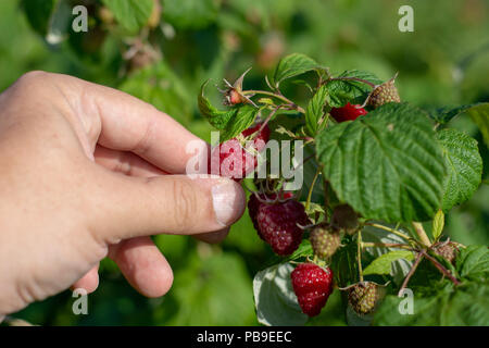 Himbeeren pflücken. Männliche Hände sammeln organische Himbeeren. Selektive focusvery flache Tiefenschärfe Stockfoto