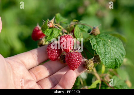 Himbeeren pflücken. Männliche Hände sammeln organische Himbeeren. Selektive focusvery flache Tiefenschärfe Stockfoto