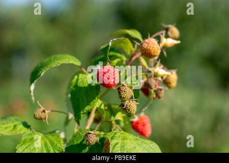 Himbeeren pflücken. Männliche Hände sammeln organische Himbeeren. Selektive focusvery flache Tiefenschärfe Stockfoto