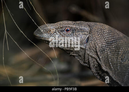 Bengal-Monitor Varanus bengalensis, große Echse aus Sri Lankan Wälder. Stockfoto