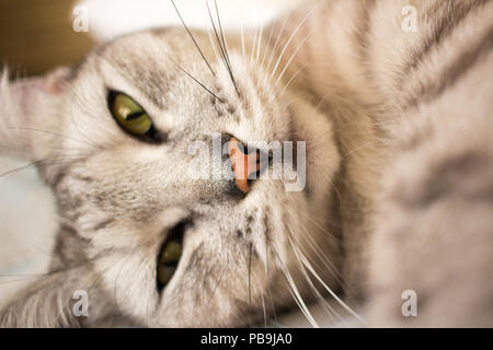 Close-up Portrait von liegenden Schottischen graue Katze Stockfoto