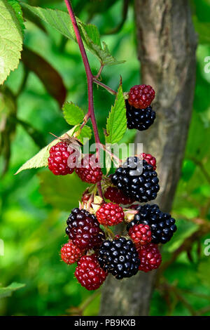 Cluster von reifen Brombeeren auf einen hängenden, Zweig, Nahaufnahme mit unscharfen grüner Hintergrund Stockfoto