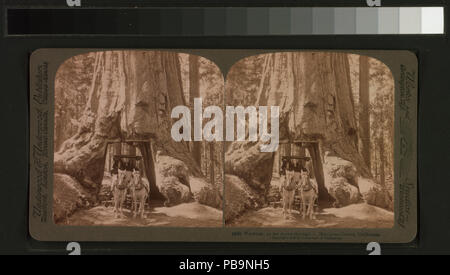 1837 Wawona, da fuhren wir durch es, Mariposa Grove, Kalifornien (Nypl b 11707272 - G89 F330 038 W) Stockfoto