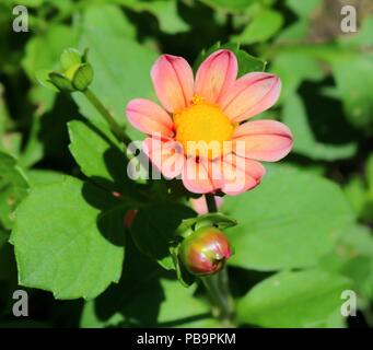 Rosa Dahlie in voller Blüte, das helle Sonnenlicht, Knospen und Blätter Stockfoto