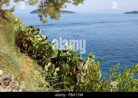 Blick auf die Ägäis Bucht mit Gras und Kakteen im Vordergrund, Insel Skiathos, Griechenland Stockfoto