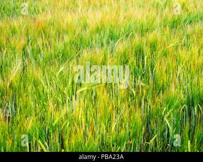 Reife Gerste weht im Wind in einem Feld in der Nähe von pannal Harrogate, North Yorkshire England Stockfoto