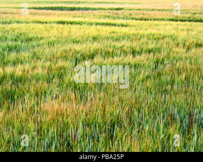 Reife Gerste weht im Wind in einem Feld in der Nähe von pannal Harrogate, North Yorkshire England Stockfoto