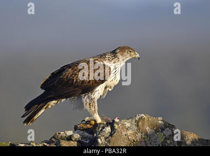 Bonelli's Eagle (Aquila fasciata) mit erfassten Kaninchen, Extremadura, Spanien | Habichtsadler (Aquila fasciata) mit erbeutetem Kaninche Stockfoto