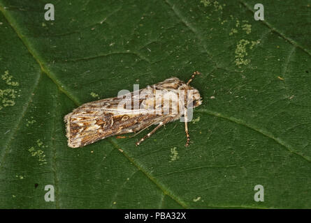 Archer's Dart (eulenfalter vestigialis) Erwachsenen auf Blatt Eccles-on-Sea, Norfolk September Stockfoto