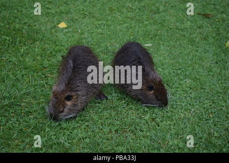 Zwei nutria auf Gras Stockfoto