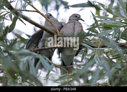 Europäische Turteltaube (Streptopelia turtur turtur) zwei Jugendliche auf Ast sitzend, ein Flügel strecken der anderen mit einem Haken Eccles-on-sea, Norfolk, Stockfoto