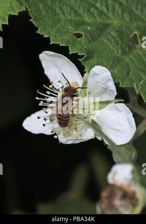 Grünäugige Blume Biene (Anthophora bimaculata) nach verfütterung an Brombeere (Rubus fruticosus) Blüte Eccles-on-Sea, Norfolk Juni Stockfoto