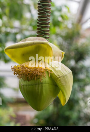 Der Blütenstand einer japanischen Fibre Banane (Musa basjoo) in einem Garten. Stockfoto