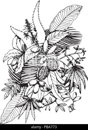 Tropischen Kräutern Vektor afrikanische Pflanzen Illustration Hand gezeichnete Schwarz und Weiß Stock Vektor