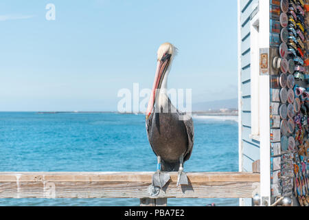 OCEANSIDE, Kalifornien (EUA) - November 10, 2017: Wild Pelican Pier stehen im Oceanside, Kalifornien, Neben einem Souvenirshop Stockfoto