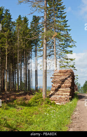 Stapel von Holz entlang der Forststraße Stockfoto