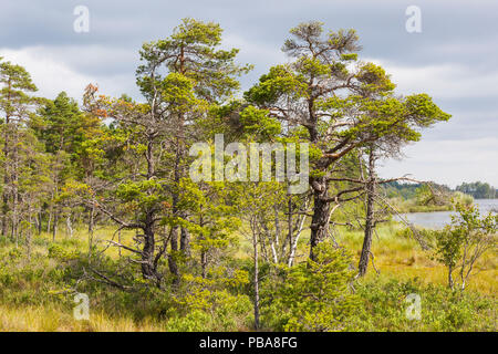 Alten Kiefer auf einem Moor Stockfoto