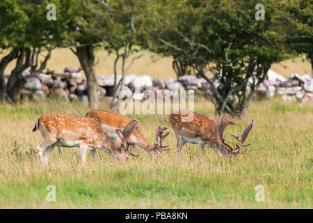 Damwild grasen auf der Weide Stockfoto