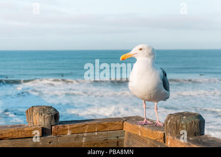 OCEANSIDE, Kalifornien (EUA) - November 10, 2017: Seagull steht über Oceanside Pier, mit dem Strand auf dem Hintergrund Stockfoto