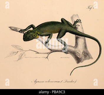 1092 Neue Wirbelthiere zu der Fauna von Abyssinien gehörig (1835) Agama agama Stockfoto