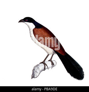 1092 Neue Wirbelthiere zu der Fauna von Abyssinien gehörig (1835) Centropus monachus Stockfoto