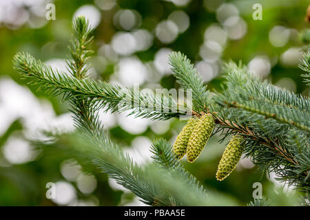 Neue frische grüne Kegel auf Diagonal Fir Tree Branch, selektiver Fokus, verschwommenes grünliche Hintergrund Stockfoto