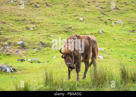 Wisent, Bison bonasus, Teil einer kleinen Zucht in Gefangenschaft Programm im Vereinigten Königreich, mit Teleobjektiv aufgenommen. Stockfoto