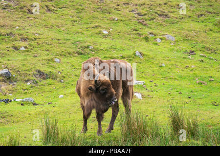 Wisent, Bison bonasus, Teil einer kleinen Zucht in Gefangenschaft Programm im Vereinigten Königreich, mit Teleobjektiv aufgenommen. Stockfoto