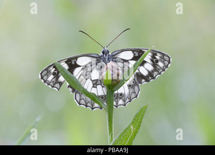 Marbled White Butterfly, Melanargia galathea, sitzen auf einer Anlage Stammzellen vor einem Hintergrund verschwommen Stockfoto