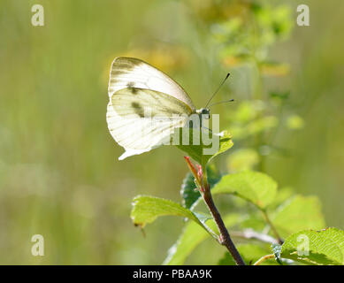 Weiß Schmetterling sitzt auf einem pflanzlichen Stammzellen vor einem Hintergrund verschwommen Stockfoto