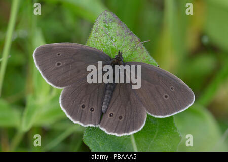 Butterfly Braun, Satyrinae, sitzt auf einem grünen Blatt Stockfoto