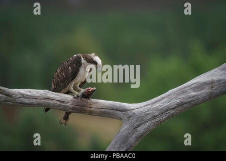 Pandion haliaetus, erwachsenen männlichen gehockt und Essen fangen, Highlands von Schottland im Sommer, diffusen Hintergrund, Teleobjektiv Stockfoto