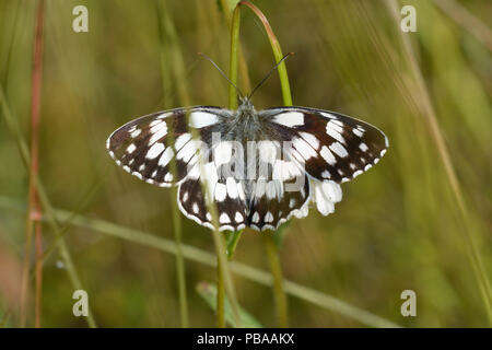 Ein Schmetterling aus Marmor weiß, Melanargia galathea, sitzt auf einer Pflanze Stammzellen Stockfoto