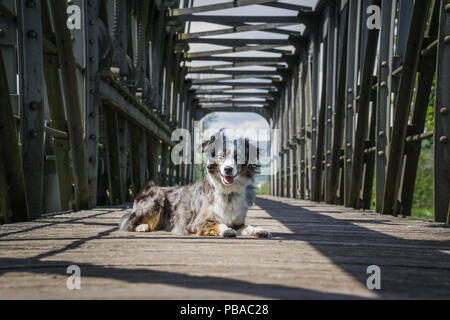 Mili die Miniatur Australian Shepherd, atemberaubende blaue Augen, posierend, Brücke Stockfoto