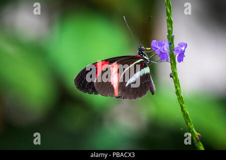 Postman Schmetterling Close Up auf einer Blume Stockfoto