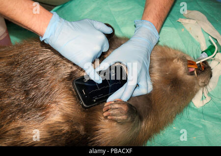 Tierärzte aus Königlichen zoologischen Gesellschaft von Schottland Kontrolle der Herzfrequenz des Eurasischen Biber (Castor Fiber) mit handheld EKG. Bevor geprüft wird für Bandwürmer (Echinococcus Multilocularis). Biber von entwichen Bevölkerung auf River Otter. Projekt von Devon Wildlife Trust, Devon, UK, März 2015 betreut. Model Released. Stockfoto