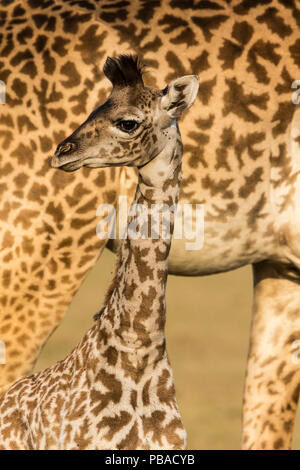 Masai Giraffe (Giraffa Camelopardalis tippelskirchi) Baby unter weiblichen stehend, Masai Mara, Kenia Stockfoto