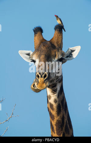 Giraffe (Giraffa Camelopardalis) mit Red billed oxpecker (Buphagus erythrorhynchus) auf Kopf, Marakele Private Reserve, Waterberg Biosphärenreservat, Limpopo Provinz, Südafrika. Stockfoto