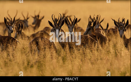Springbock (Antidorcas marsupialis) Herde in langen Gras, Central Kalahari Game Reserve, Botswana Stockfoto