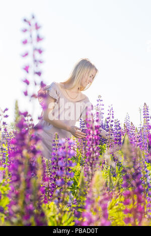 Frau sammelt Bouquet von lupinen Stockfoto