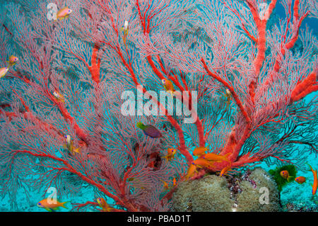 Gorgonie Gorgonie (Melithaea sp.) mit Lyretail anthias (Pseudanthias sqamipinnis) Similan Inseln, Andaman Sea, Thailand. Stockfoto