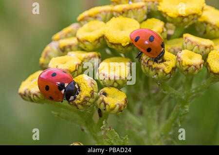 Zwei 7-Punkt Marienkäfer (Coccinella septempunctata) Fütterung auf RAINFARN (Tanacetum vulgare) Brockley, Lewisham, London, England, Juli. Stockfoto