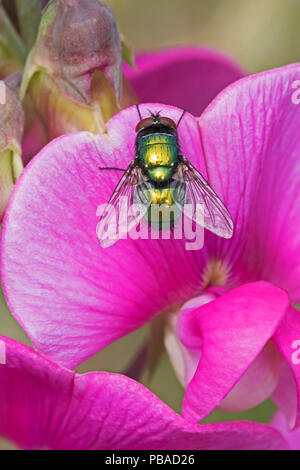 Greenbottle (Lucilia sp) auf Ewig Sweet pea Blume, brockley Friedhof, Lewisham, London, England, August. Stockfoto