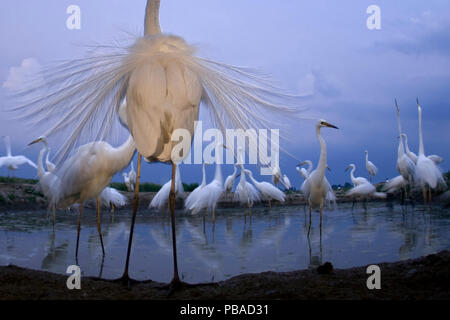 Gruppe kleiner Silberreiher (Egretta garzetta) seine ornamentale Federn angezeigte, See Csaj, Kiskunsagi Nationalparks, Ungarn. Februar. Stockfoto