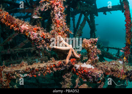 Künstliches Korallenriff Website mit einem blauen Seestern (Linckia laevigata) Mabul, Malaysia. Stockfoto