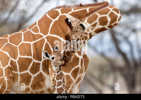 Netzgiraffe (Giraffa Camelopardalis reticulata) Mutter Pflege Baby, Samburu Game Reserve, Kenia, Afrika, August. Stockfoto