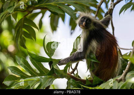 Sansibar Red Colobus Affen (procolobus Kirkii) Porträt in einem Baum, Jozani Forest, Jozani Chwaka Bay NP, Sansibar, Tansania, August Stockfoto