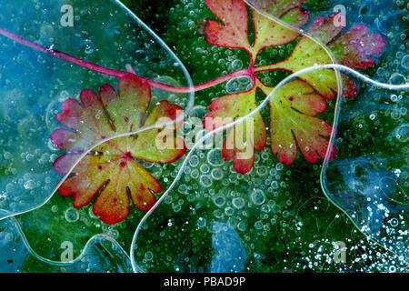 Der Taube - der Fuß Kran-rechnung Blatt (Geranium molle) und Algen in Eis mit Luftblasen, Sierra de Grazalema Naturpark, im südlichen Spanien, Februar. Stockfoto