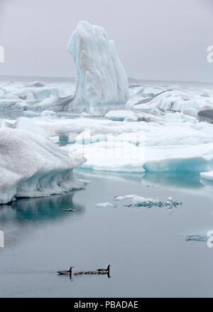 Weißwangengans (Branta Leucopsis) mit Gänsel, Jökulsárlón Eis Feld, Island, Juni. Stockfoto