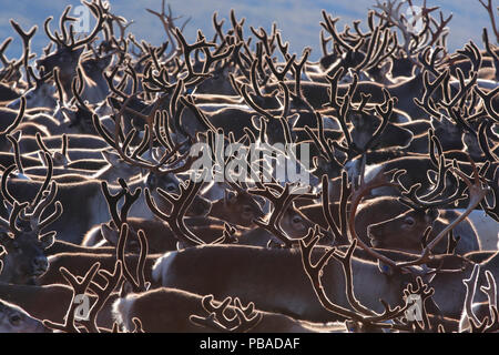 Heimische Herde Rentiere (Rangifer tarandus) Gruppe im Gehäuse in der Nähe zusammen, Oppland, Norwegen, September 2014. Stockfoto